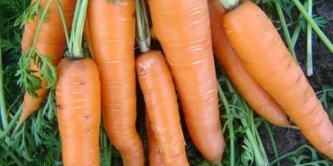 Šargarepa vita longa